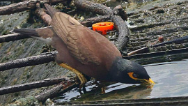 বর্ষা