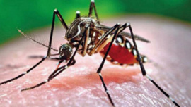 dengue_5_1_1_1.jpg