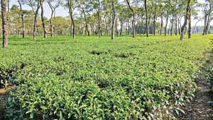 tea-cultivation