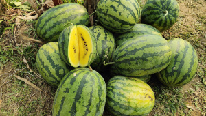 হলুদ তরমুজ। ছবি: সংগৃহীত