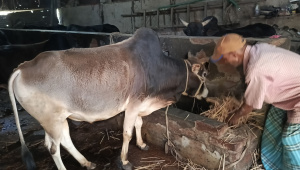 Rangpur unsold cattle