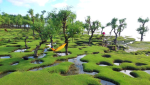 নিদ্রার চর