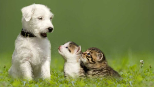 cat-train