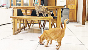 পোষা প্রাণী, করোনা মহামারি,