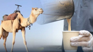 উটের দুধের চা