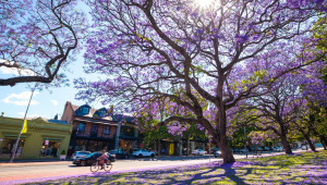 অস্ট্রেলিয়ার বেগুনি বসন্ত