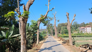 রেইচা হতে গোয়ালিয়াখোলা রাস্তার ধারে ৫শতাধিক গাছ কাটা হয়েছে। ছবি: মংসিংহাই মারমা/স্টার
