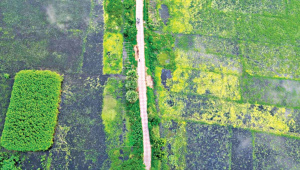 সিন্দুরিয়া