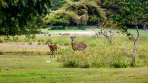 সুন্দরবন