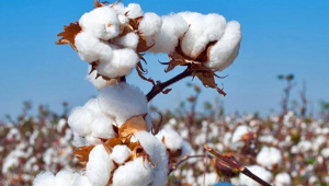 cotton.jpg