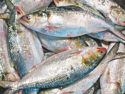 hilsa.jpg
