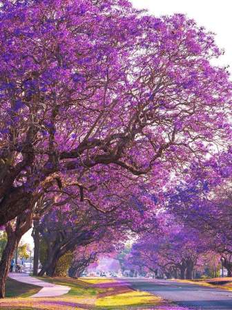 জ্যাকারান্ডা