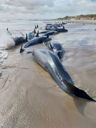 তাসমানিয়ার সমুদ্রতটে আটকে পড়া ফলস কিলার হোয়েল। ছবি: সংগৃহীত