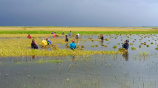 Brahmanbaria_Cropland-Submerged