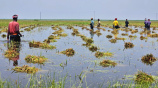 হাওরে বন্যা
