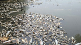 faridpur-Fish
