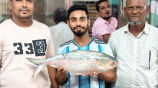ilish