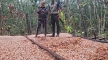 চিংড়ি