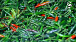 green-chilli