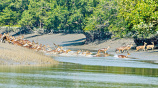 4_sundarbans-1_0.jpg