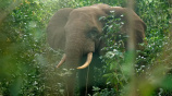 elephant.jpg