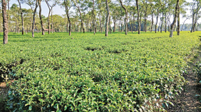 tea-cultivation