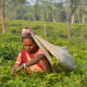চা শ্রমিক